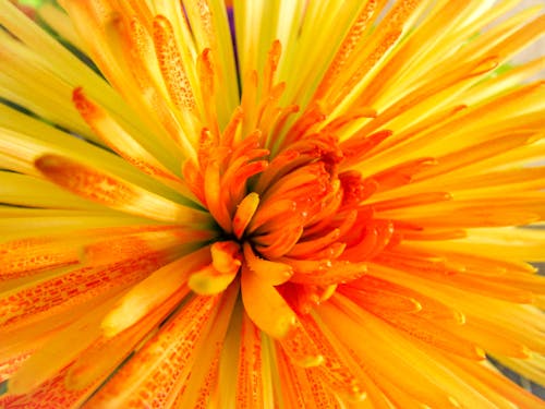 Kostnadsfri bild av apelsin, blommig, gul