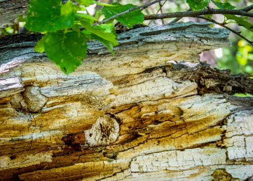 Foto d'estoc gratuïta de arbre caigut, branques d'arbre, estiu