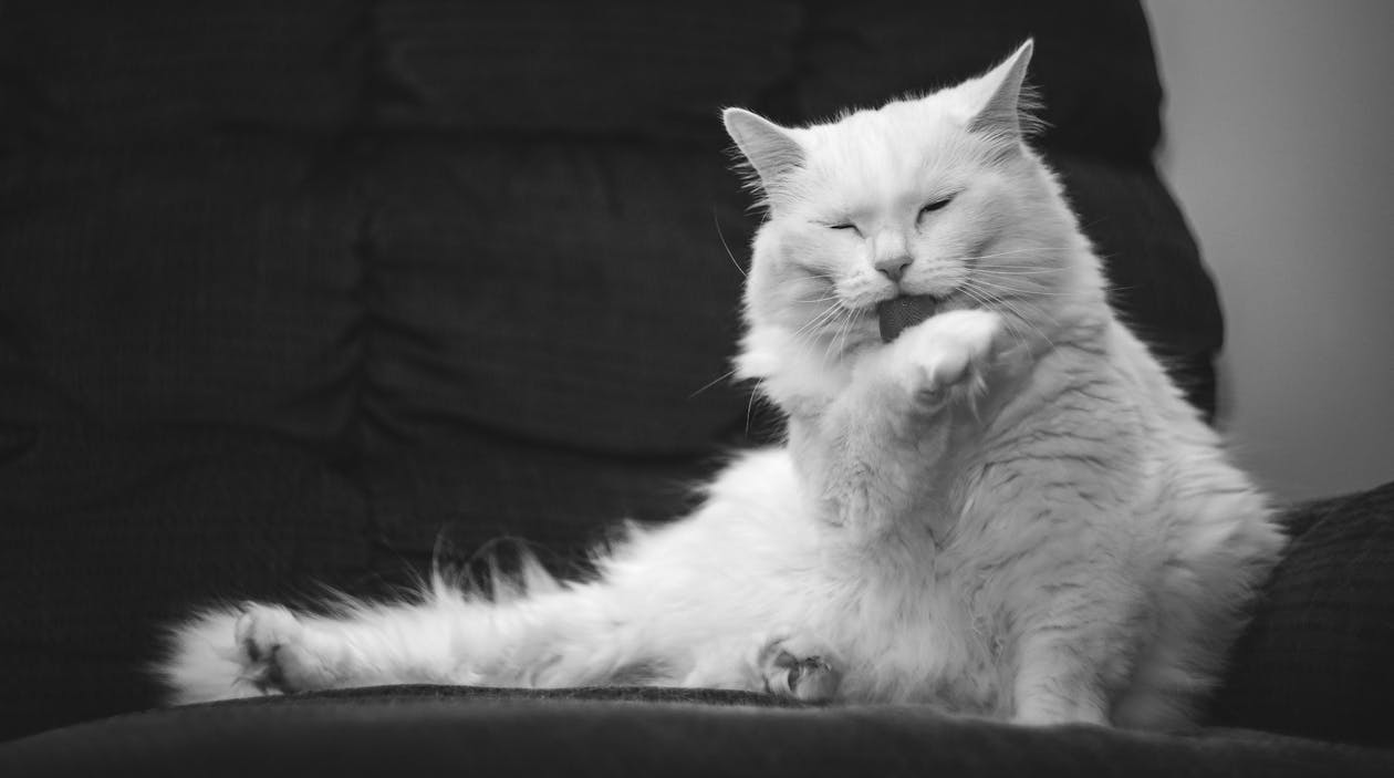 How do I remove mats from a long-haired cat? - Blog - Lost Pet Finders How do I remove mats from a long-haired cat? - Blog - Lost Pet Finders