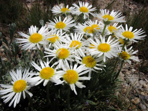 Foto d'estoc gratuïta de blanc, flors, groc