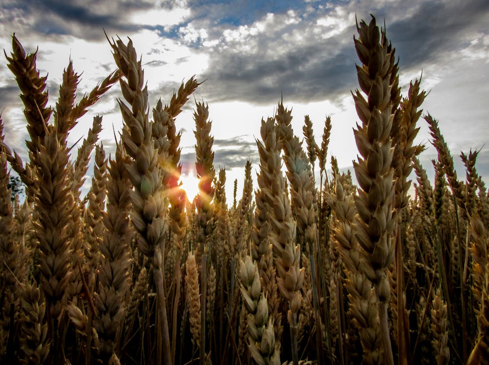 Поле коричневой пшеницы под голубым пасмурным небом