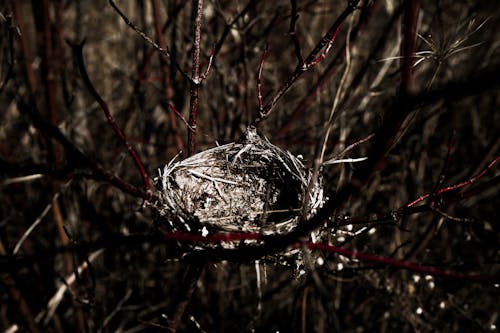 鳥の巣のクローズアップ写真