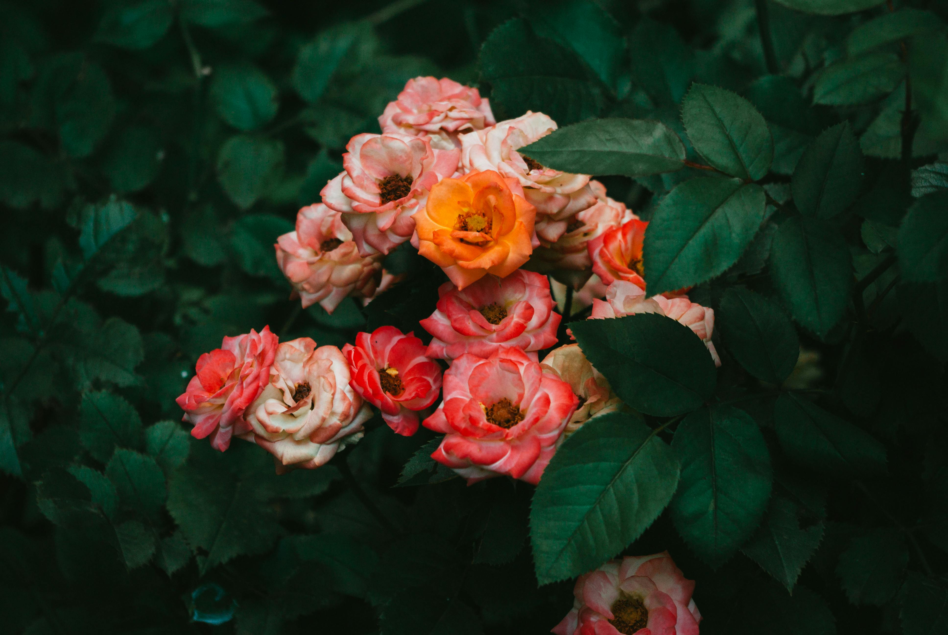 Lush cluster of orange and pink roses surrounded by dark green leaves in a garden setting.