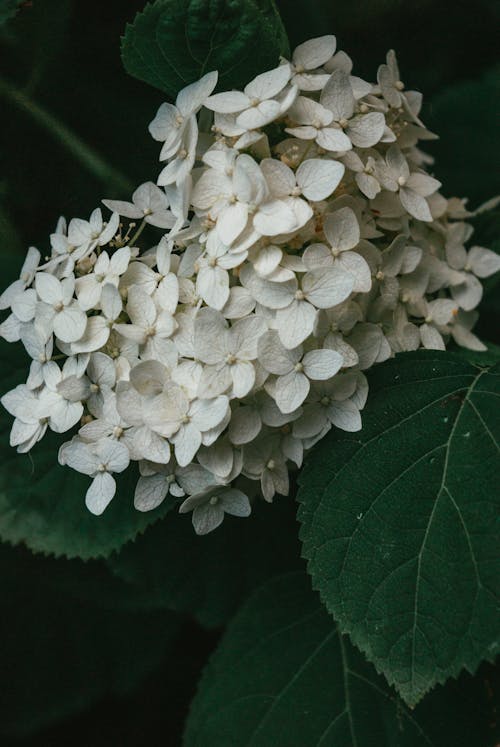 A Close-Up Shot of White Hydrangea Flowers