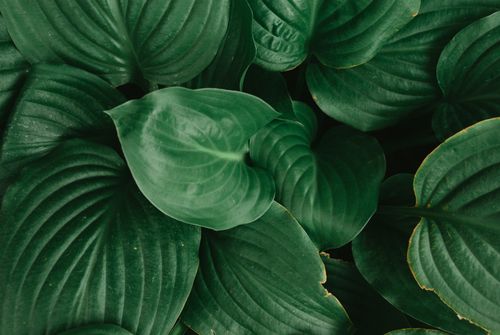 Free A detailed close-up view of lush, green Hosta leaves showcasing natural beauty. Stock Photo