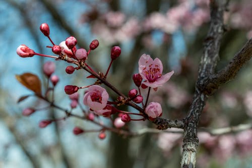 Pink Cherry Blossoms Messa A Fuoco Selettiva Foto