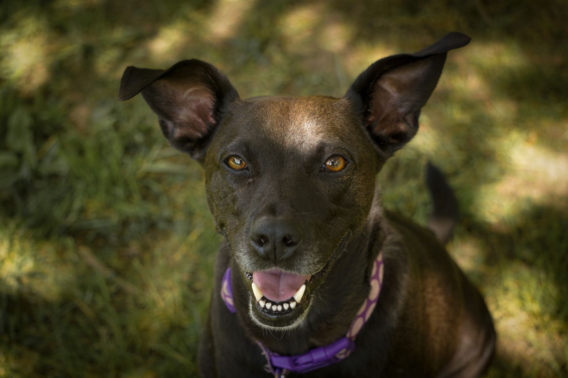 Veterinary care for a dog