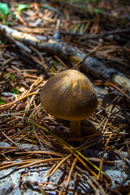 Immagine gratuita di foresta, fungo della foresta, madre natura