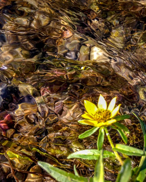 Free stock photo of flower, moving water, summer