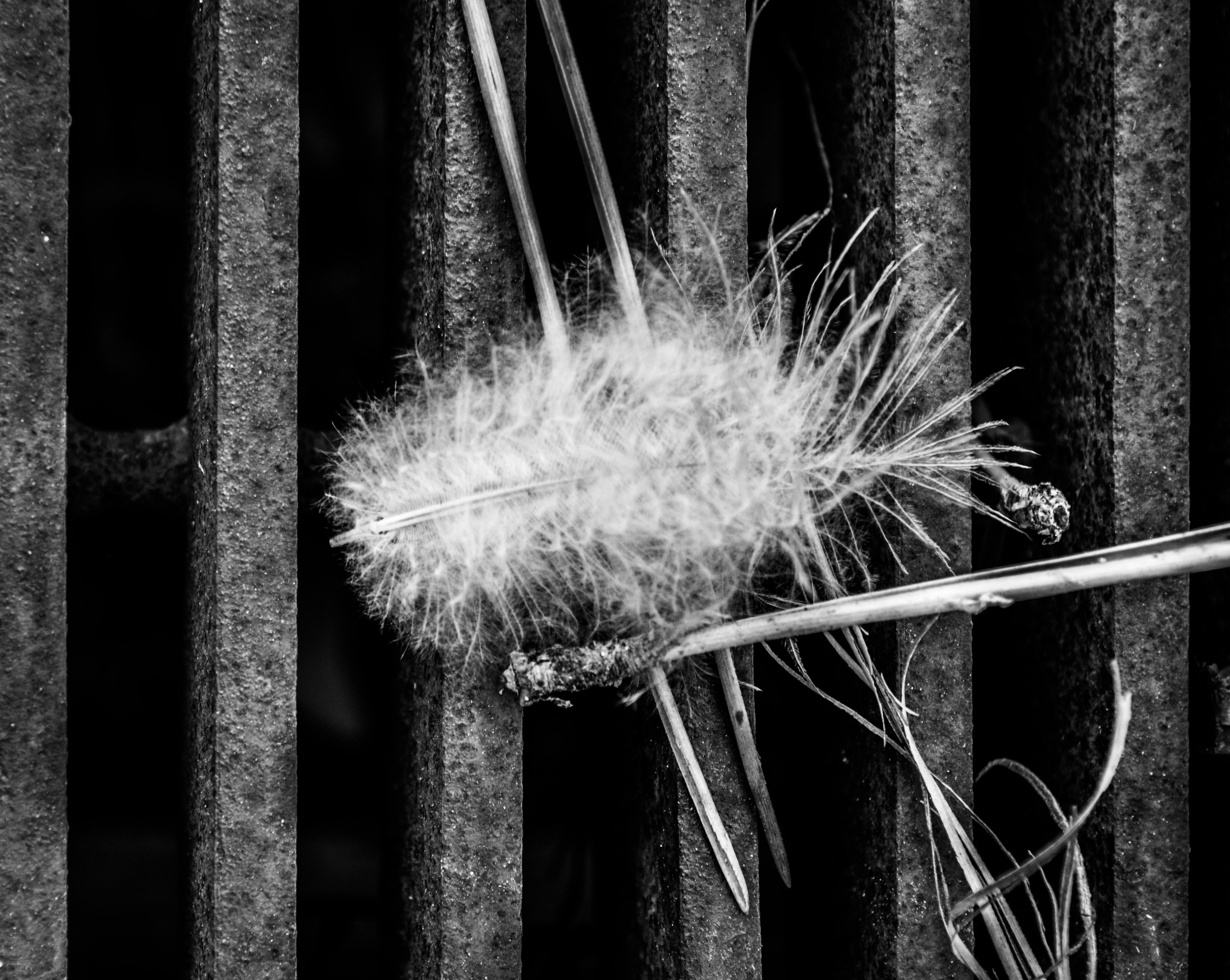 Free stock photo of abstract photo, black and white, feather