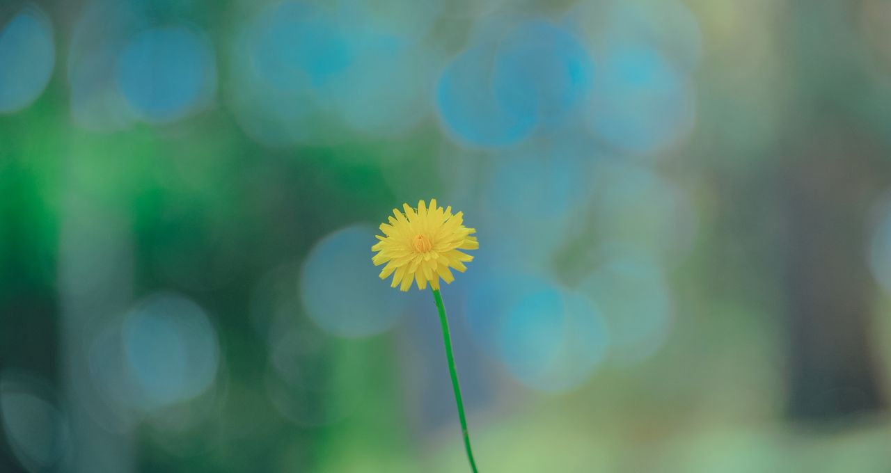 a close up of a yellow flower with a dreamy green and blue bokeh backd