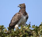 Brown and White Bird on Tree Branch