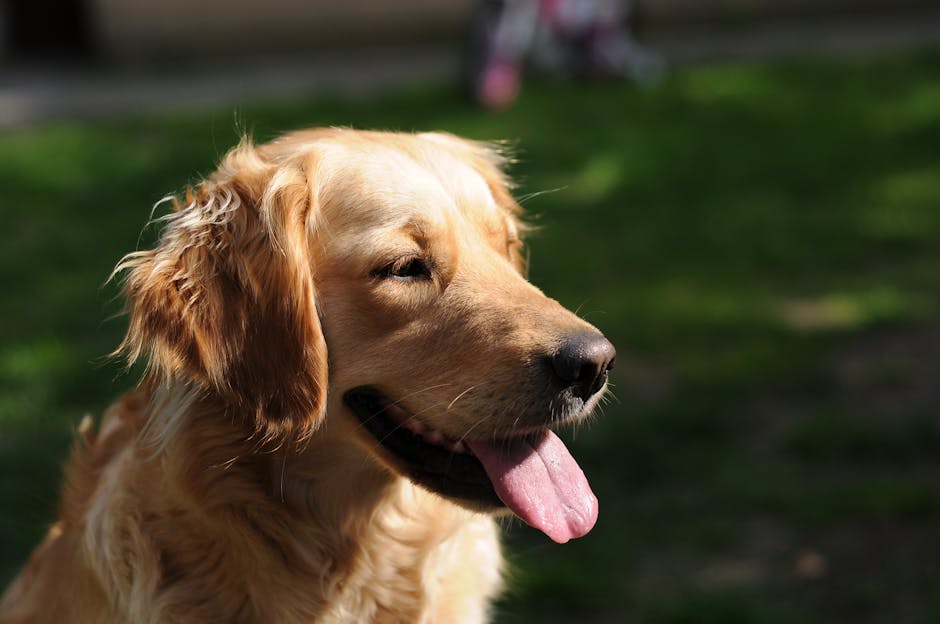 Selective Focus Photography of Dark Golden Retriever