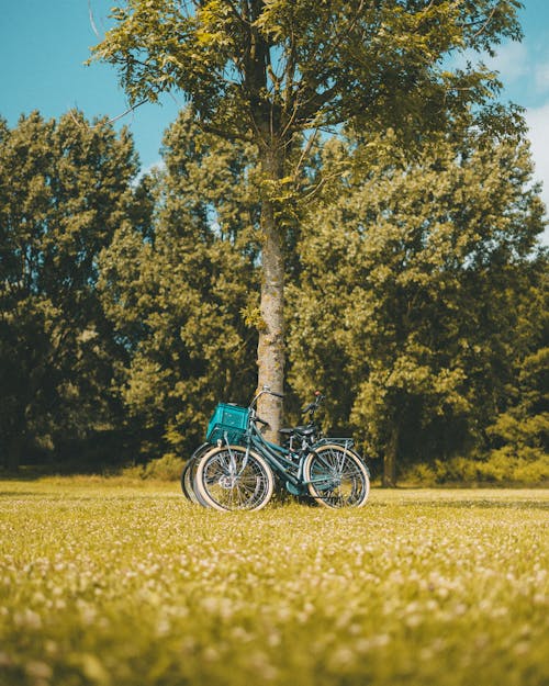 A Bicycle Parked Under a Tree