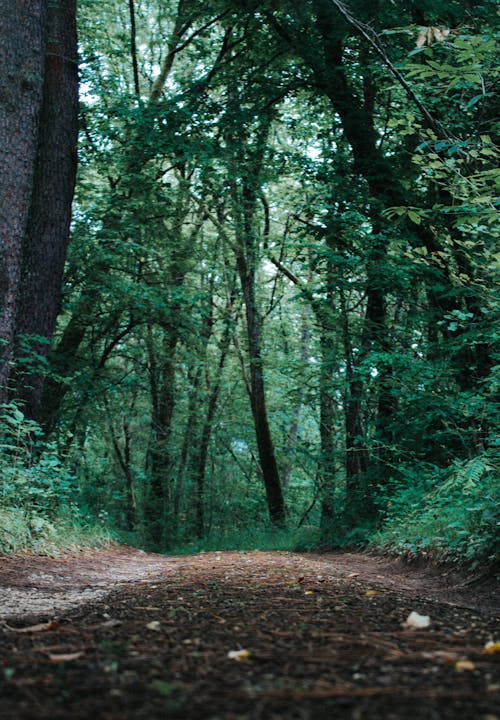 Free stock photo of forest road, green trees, path in forest