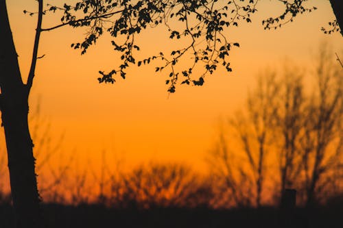 Free stock photo of orange sky, sun down, sunset sky