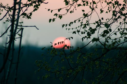 Free stock photo of sun down, sunset, trees