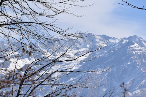 雪に覆われた山の近くの裸の木