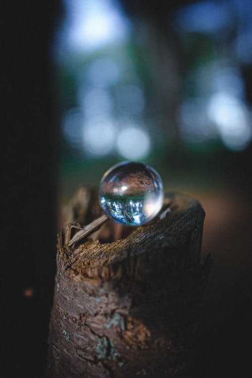 Free stock photo of algonquin park, evergreen trees, glass reflection