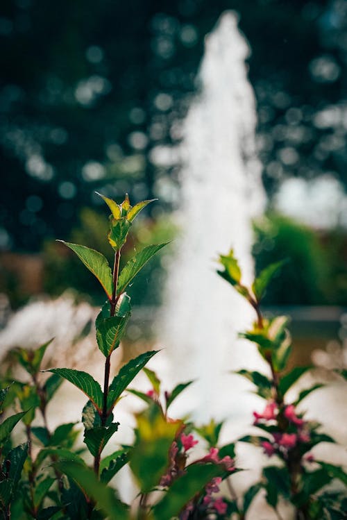 Close-Up Shot of Green Plants near Water Fountain