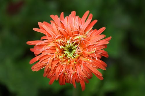 Red Chrysanthemum Closeup Photo