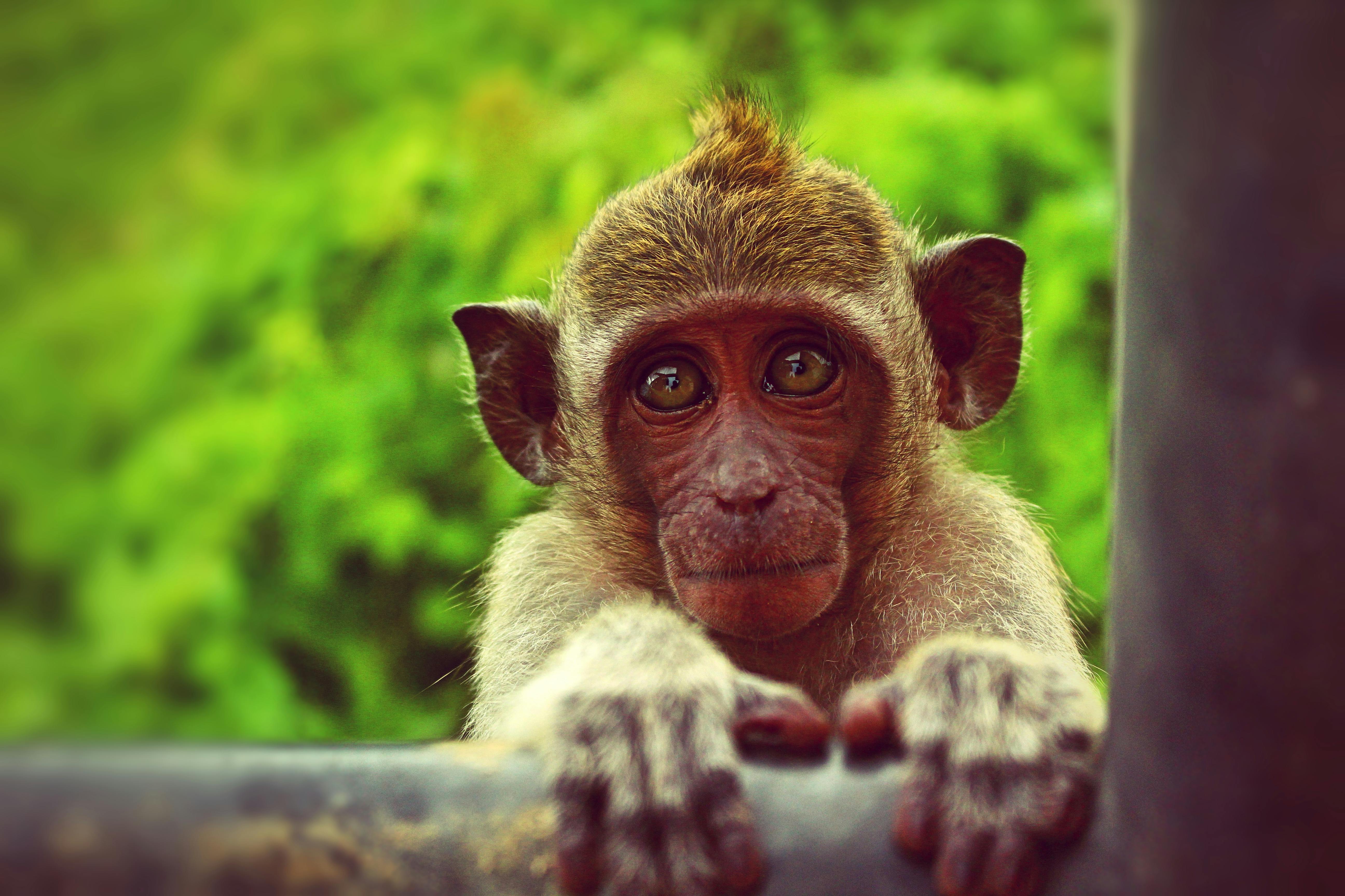 Free AI Image  Close up on monkeys at the market