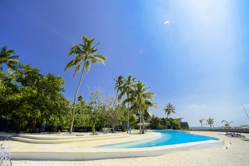 Palm Trees near Swimming Pool under Blue Sky