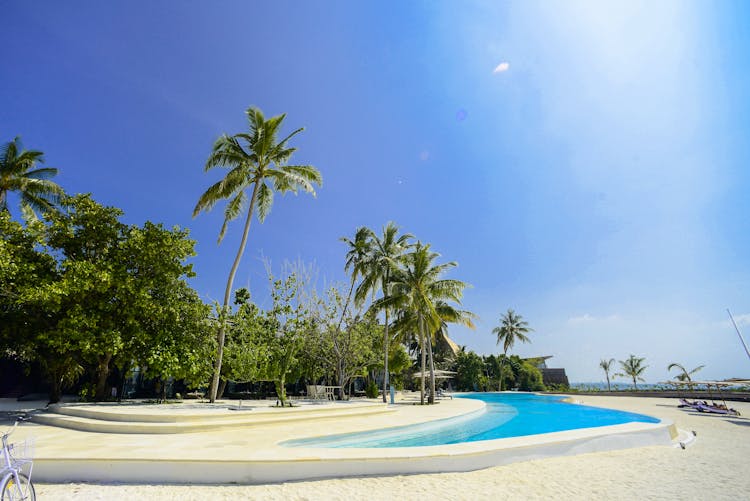 Palm Trees Near Swimming Pool Under Blue Sky