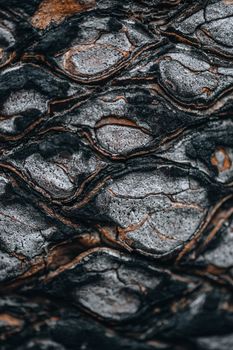 Detailed texture of burnt wood showcasing natural patterns and surface roughness.