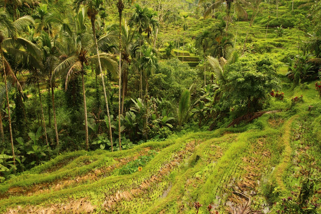 Free stock photo of bali rice fields ubud Free stock photo of bali rice fields ubud