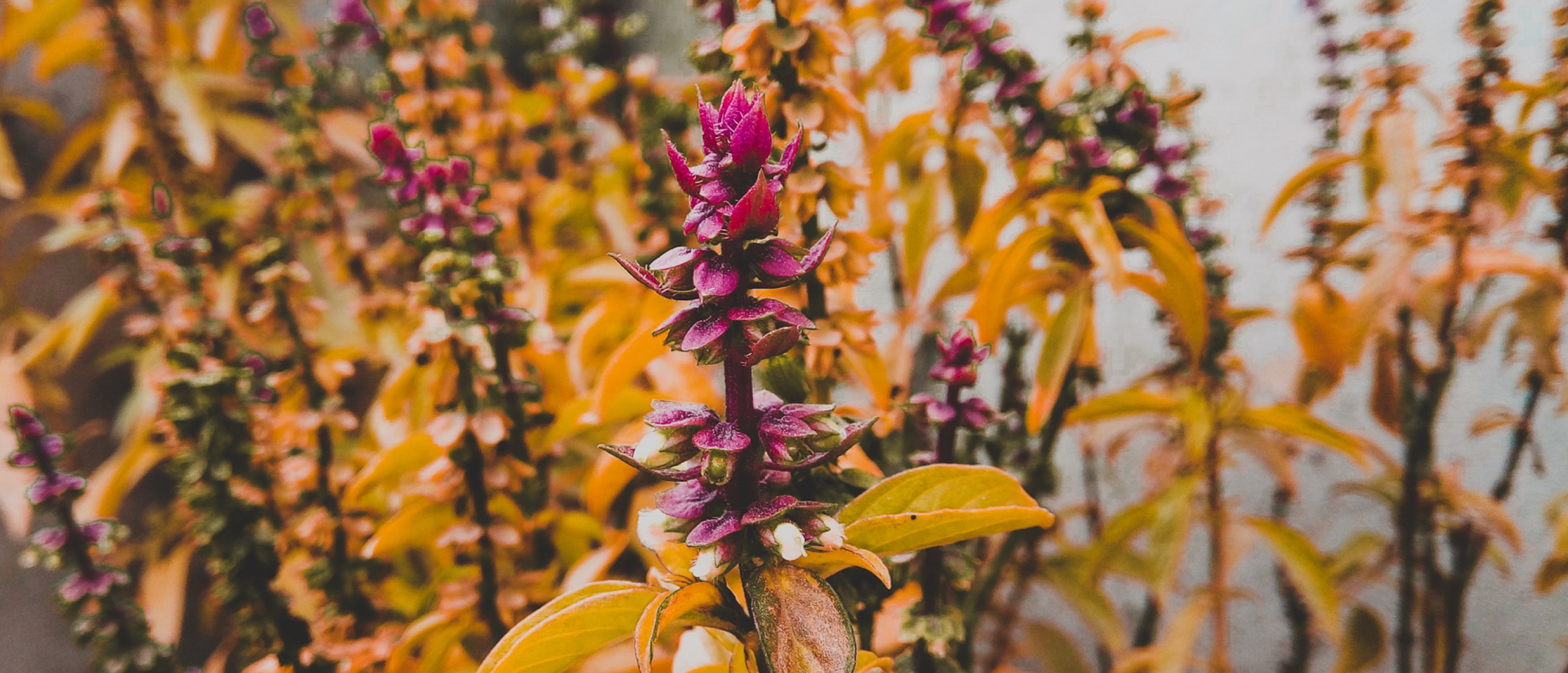 Purple Petaled Flowers With Yellow Leaves · Free Stock Photo