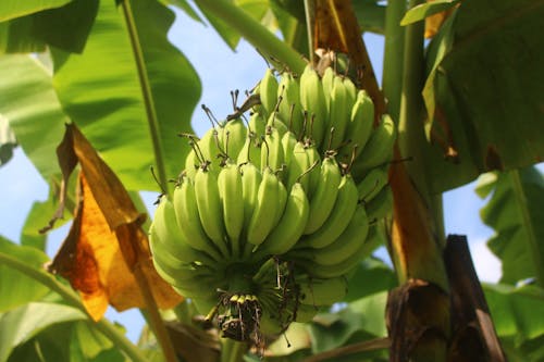 バナナ, バナナの木の無料の写真素材