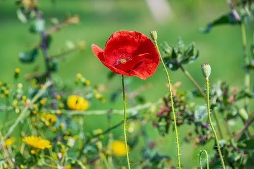 A Close-Up Shot of a Red Poppy Flower