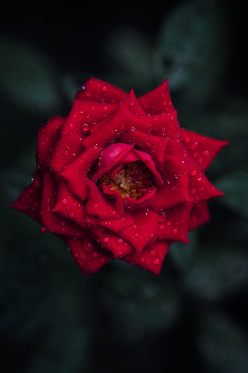 Close-Up Shot of a Red Rose in Bloom
