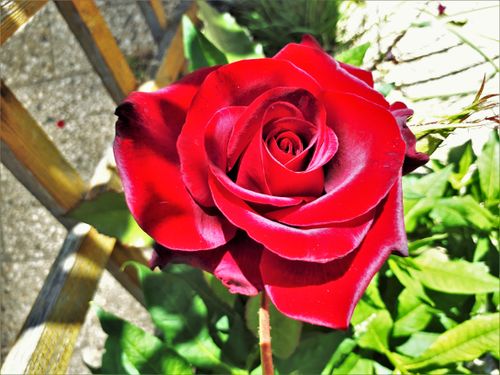 Free stock photo of roses Stock Photo