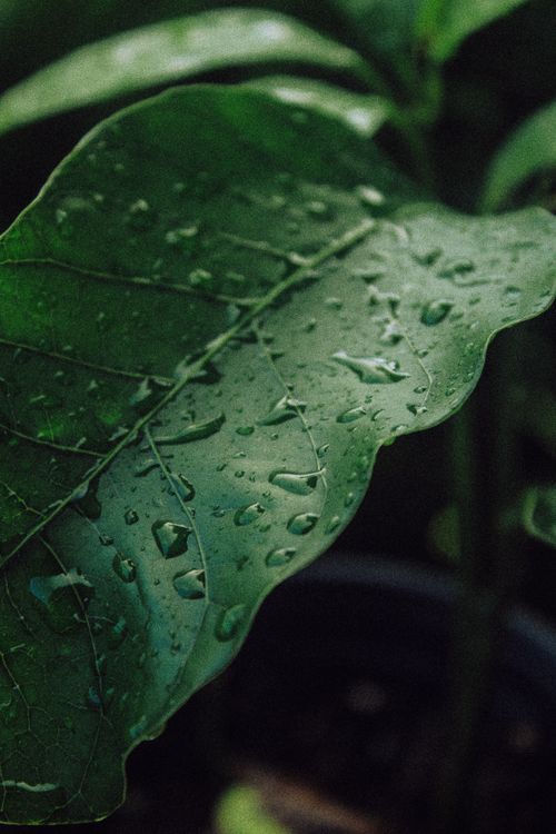 Free Detailed macro shot of a leaf covered in water droplets, highlighting natural patterns. Stock Photo