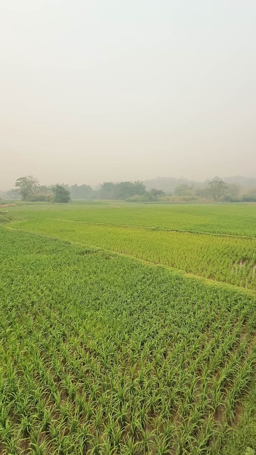 Free stock photo of agriculture, landscape, mae hong son Stock Photo