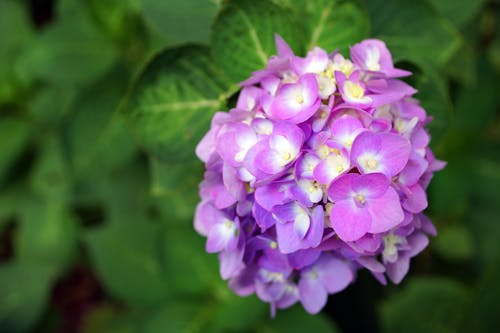 бесплатная Селективный фокус фотографии фиолетового цветка гортензии Стоковое фото