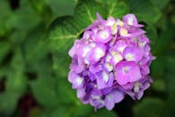 在户外拍摄的盛开的紫色绣球花特写，充满活力且细节清晰