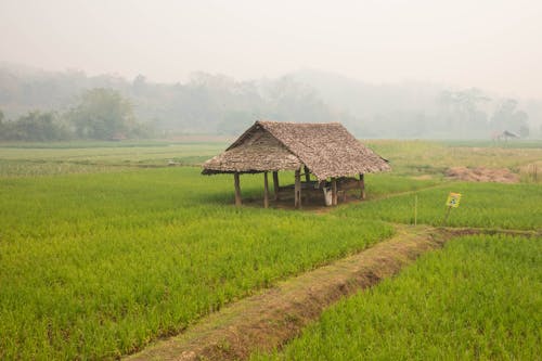 Free Fotos de stock gratuitas de agricultura, cabaña, campo de arroz Stock Photo