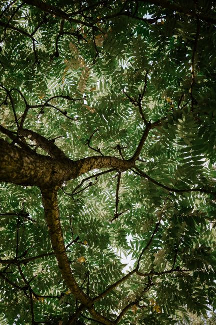 A low-angle view capturing the vibrant green canopy of a tree during daytime.
