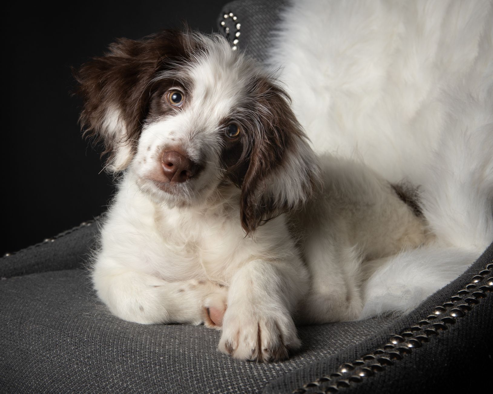 Veterinary care for a dog