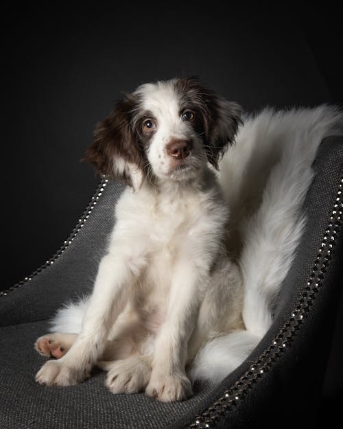 Close-Up Shot of a Border Collie Sitting on a Chair while Looking at Camera