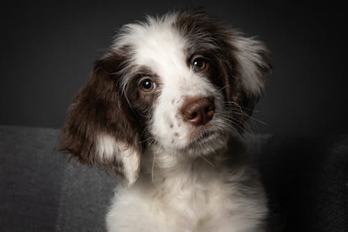 Free Close-Up Shot of a Border Collie Looking at Camera Stock Photo