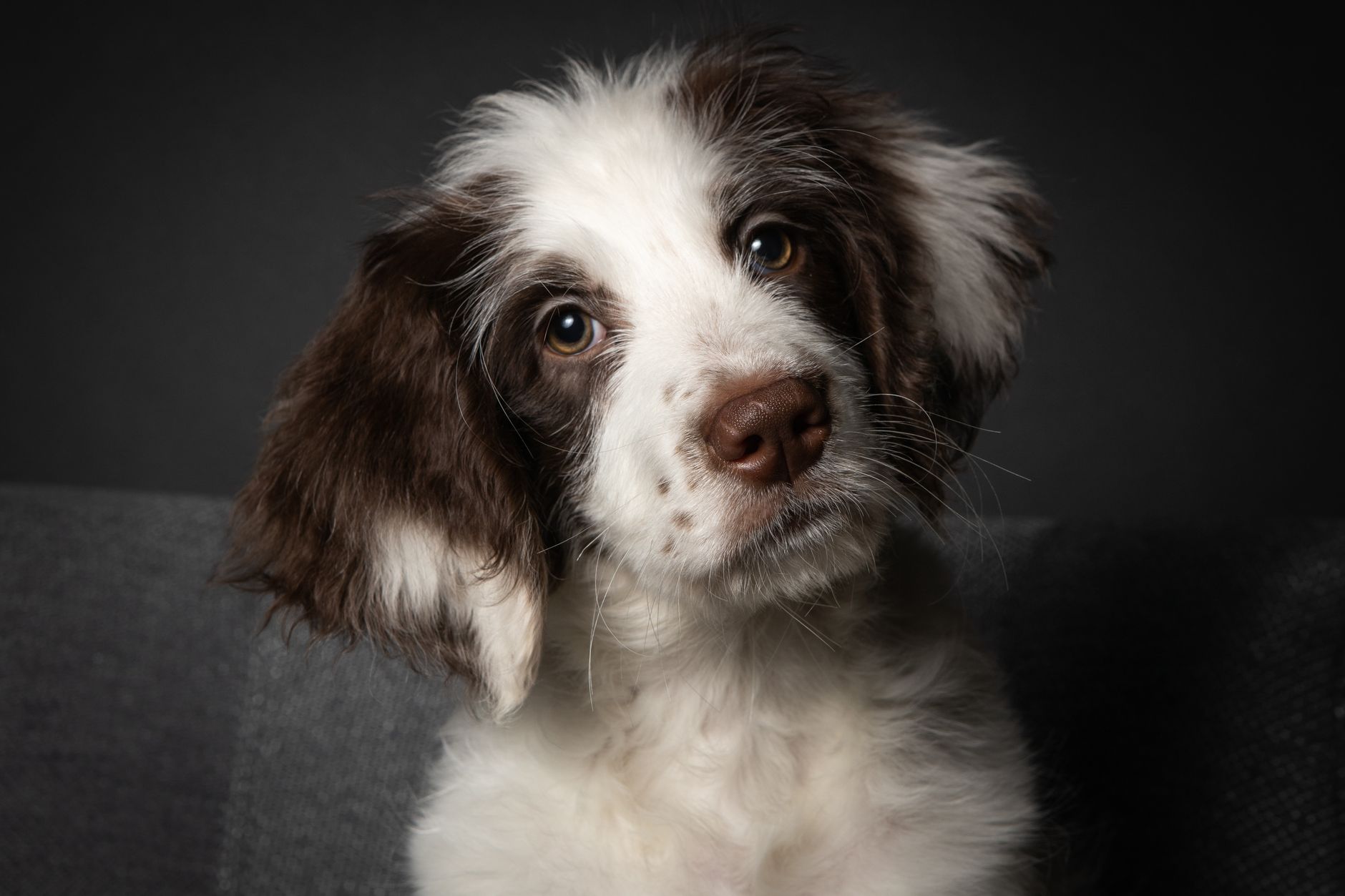 Veterinary care for a dog