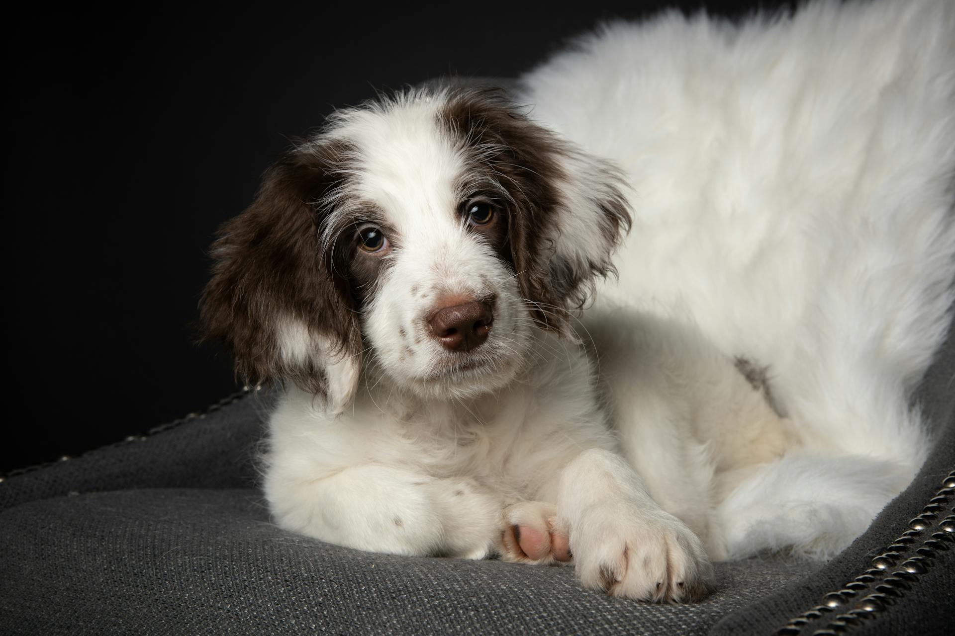 Une photo de près d'un Springer Spaniel