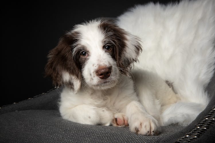 A Close-Up Shot Of A Springer Spaniel Dog