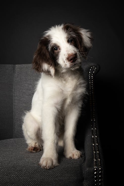 Close-Up Shot of a Border Collie Sitting on a Chair while Looking at Camera