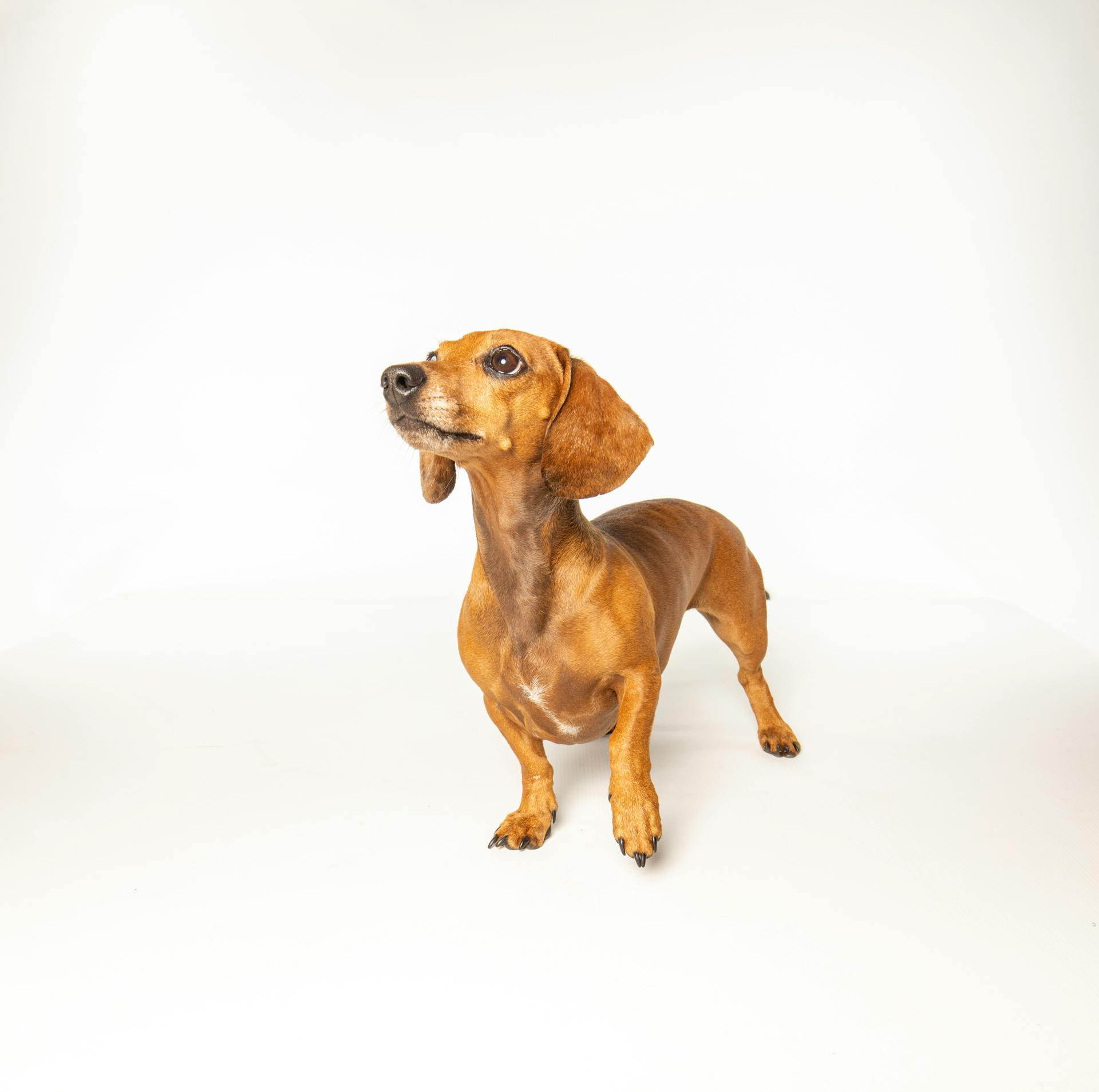 Close-Up Shot of a Brown Dachshund Standing