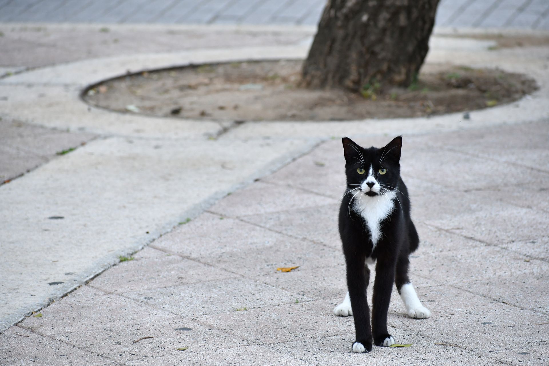 A Tuxedo Cat Walking on the Street